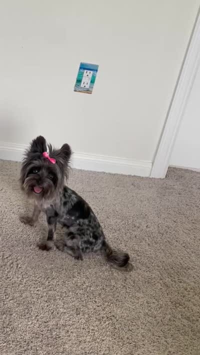 Dior, a female Yorkshire Terrier for sale in Houston, TX – 5 of 5