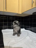 Cali, a male Poodle - Toy  for sale in Houston, TX – 4 of 9