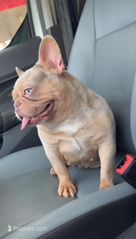 Isabella  – French Bulldog puppy for sale in Houston, TX