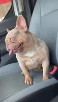 Isabella , a female French Bulldog for sale in Houston, TX – 1 of 3