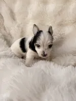 Domino, a male Yorkshire Terrier for sale in Houston, TX – 6 of 9