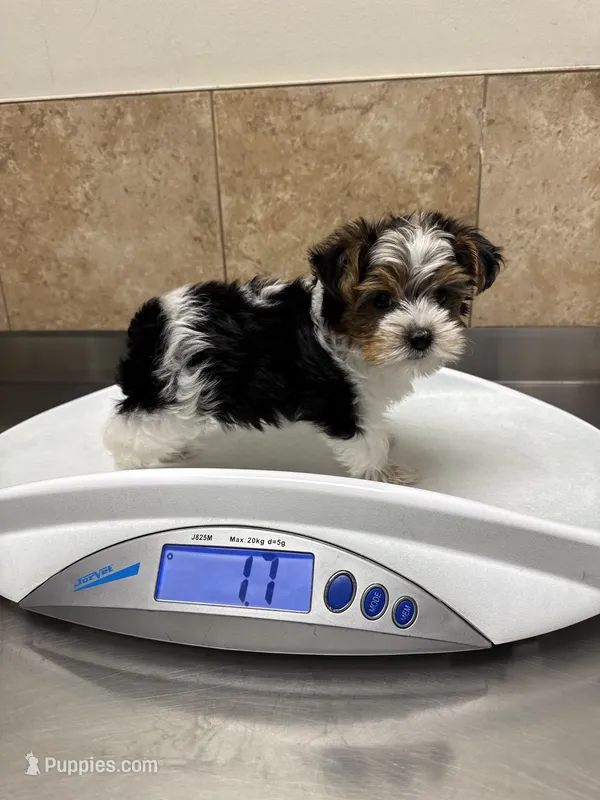 Miracle – Yorkshire Terrier puppy for sale in Houston, TX