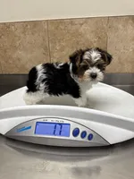 Miracle, a female Yorkshire Terrier for sale in Houston, TX – 1 of 2