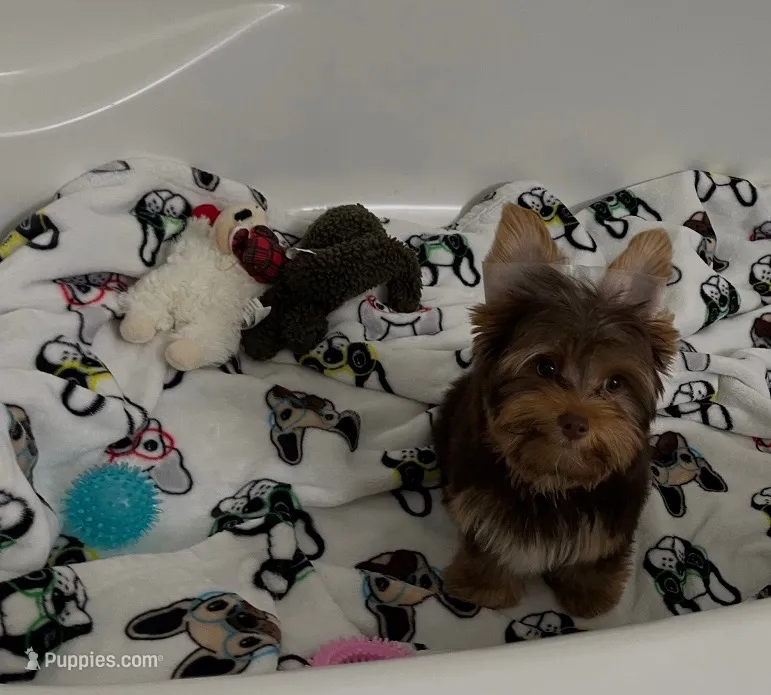 Charlie – Yorkshire Terrier puppy for sale in Houston, TX