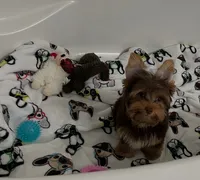 Charlie, a male Yorkshire Terrier for sale in Houston, TX – 1 of 3