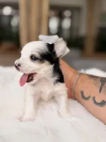 Domino, a male Yorkshire Terrier for sale in Houston, TX – 2 of 9