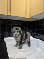 Cali, a male Poodle - Toy  for sale in Houston, TX – 3 of 9