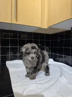 Cali, a male Poodle - Toy  for sale in Houston, TX – 7 of 9