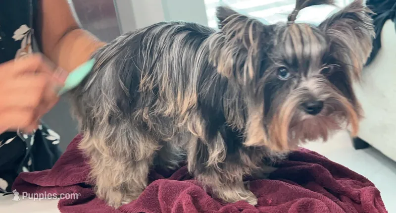 Dior – Yorkshire Terrier puppy for sale in Houston, TX