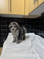 Cali, a male Poodle - Toy  for sale in Houston, TX – 5 of 9