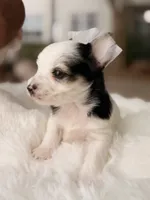 Domino, a male Yorkshire Terrier for sale in Houston, TX – 8 of 9