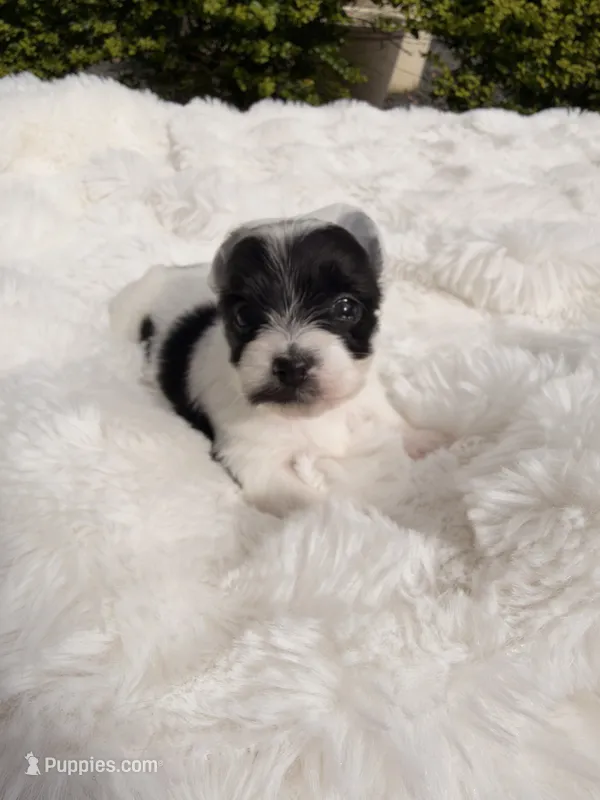 Gia – Yorkshire Terrier puppy for sale in Houston, TX
