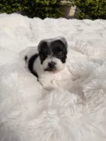 Gia, a female Yorkshire Terrier for sale in Houston, TX – 1 of 3