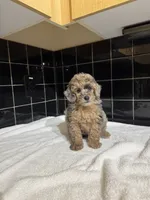 Texas, a male Poodle - Toy  for sale in Houston, TX – 8 of 9