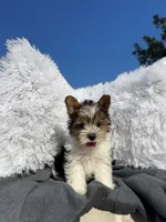 Miracle, a female Yorkshire Terrier for sale in Houston, TX – 3 of 5