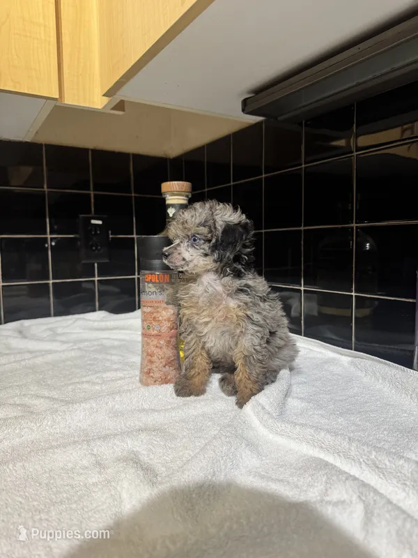 Kansas – Poodle - Toy  puppy for sale in Houston, TX