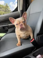 Isabella , a female French Bulldog for sale in Houston, TX – 2 of 3