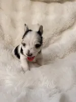Domino, a male Yorkshire Terrier for sale in Houston, TX – 9 of 9