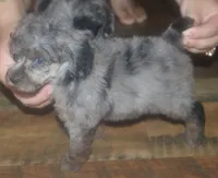 Kansas, a male Poodle - Toy  for sale in Houston, TX – 3 of 3