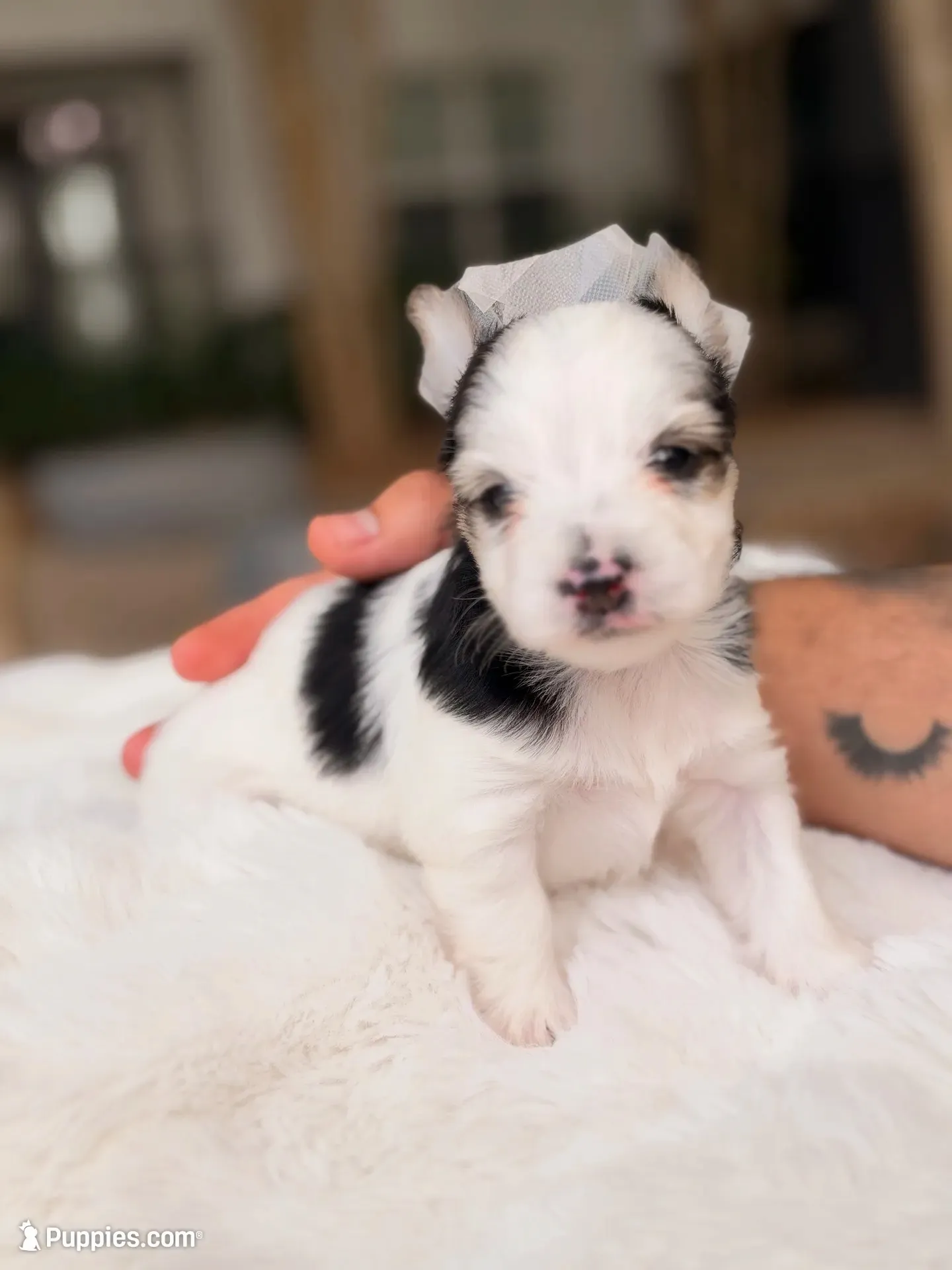 Domino, a male Yorkshire Terrier for sale in Houston, TX – 1 of 9