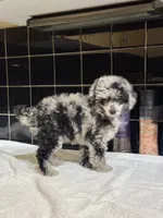Denver, a female Poodle - Toy  for sale in Houston, TX – 7 of 10
