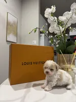 Milton, a male Poodle - Toy  and Poodle - Miniature  for sale in Houston, TX – Photo 1 of 4