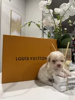 Milton, a male Poodle - Toy  and Poodle - Miniature  for sale in Houston, TX – Photo 3 of 4