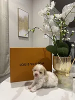 Milton, a male Poodle - Toy  and Poodle - Miniature  for sale in Houston, TX – Photo 4 of 4