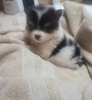 Casey, a male Pomeranian for sale in Houston, TX – Photo 1 of 3