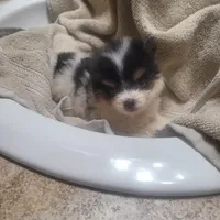 Casey, a male Pomeranian for sale in Houston, TX – Photo 2 of 3