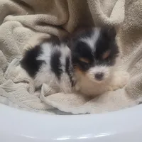 Casey, a male Pomeranian for sale in Houston, TX – Photo 3 of 3