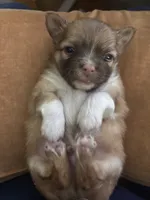 "Duke", a male Chihuahua for sale in Athens, TX – 3 of 6