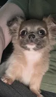Lady Charlotte, a female Chihuahua for sale in Athens, TX – 5 of 7