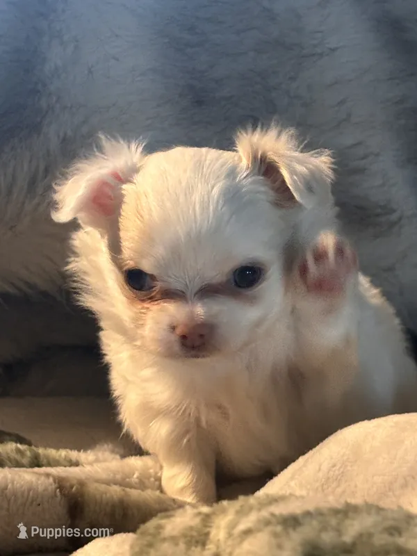 "Earl" – Chihuahua puppy for sale in Athens, TX