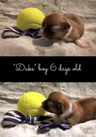 "Duke", a male Chihuahua for sale in Athens, TX – 2 of 6