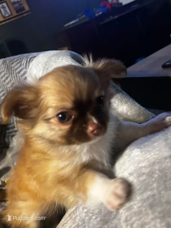 "Duke" – Chihuahua puppy for sale in Athens, TX