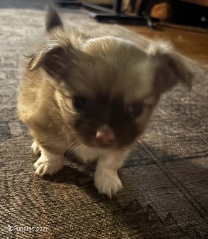 "Duke" – Chihuahua puppy for sale in Athens, TX