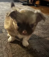 "Duke", a male Chihuahua for sale in Athens, TX – 1 of 6