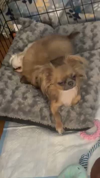 Lady Charlotte, a female Chihuahua for sale in Athens, TX – 6 of 7