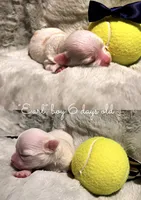 "Earl", a male Chihuahua for sale in Athens, TX – 2 of 7