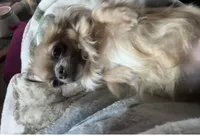 Lady Charlotte, a female Chihuahua for sale in Athens, TX – 4 of 7