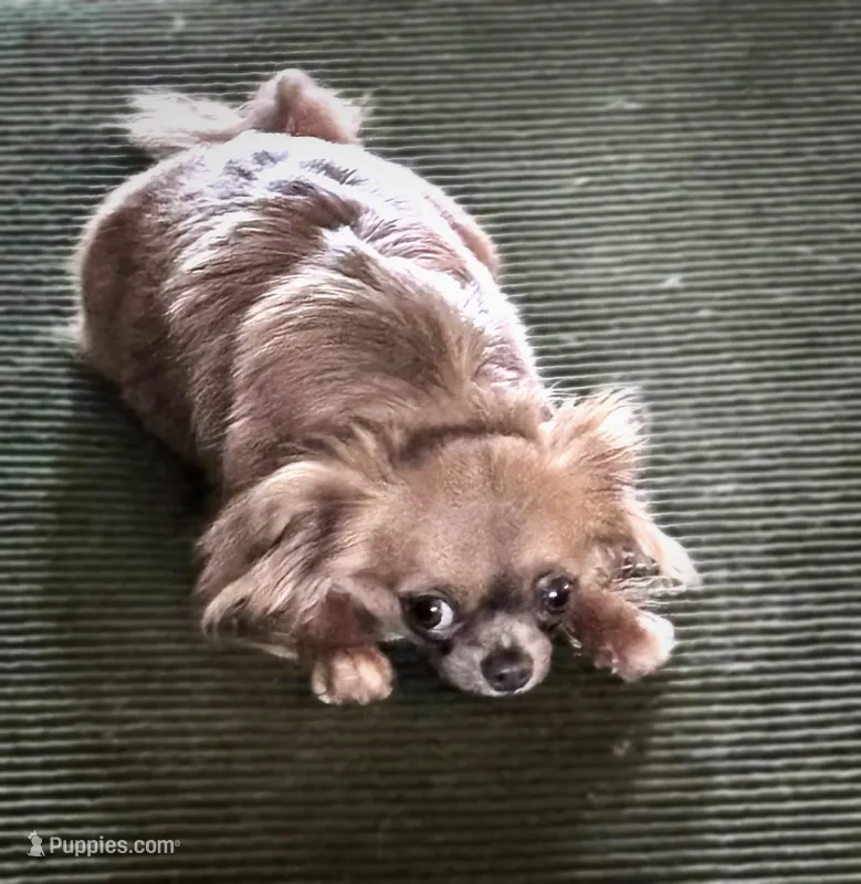 Lady Charlotte – Chihuahua puppy on hold in Athens, TX