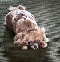 Lady Charlotte, a female Chihuahua for sale in Athens, TX – 1 of 7
