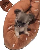 Lady Charlotte, a female Chihuahua for sale in Athens, TX – 7 of 7