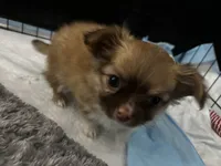 "Duke", a male Chihuahua for sale in Athens, TX – 4 of 6