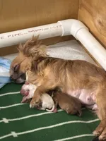 Lady Charlotte, a female Chihuahua for sale in Athens, TX – 3 of 7