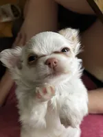 "Earl", a male Chihuahua for sale in Athens, TX – 3 of 7
