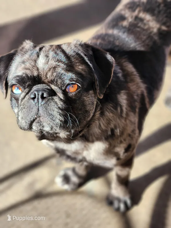 Jupiter – Pug puppy for sale in Colorado Springs, CO