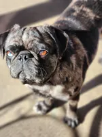 Jupiter, a female Pug for sale in Colorado Springs, CO – Photo 1 of 3
