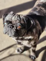 Jupiter, a female Pug for sale in Colorado Springs, CO – Photo 2 of 3